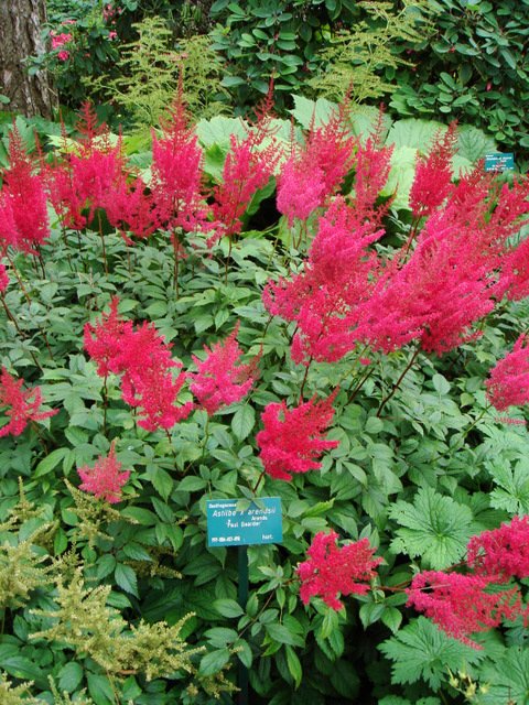 Astilbe x arendsii 'Paul Gaarder'